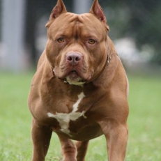 Bambin attaqué: le pitbull a été euthanasié