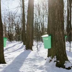 Cabane à sucre Vanier : un lancement enneigé de la saison des sucres