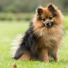 Michel Lacasse : Mauvais chien = mauvais propriétaire de chien ?? On clarifie le tout.